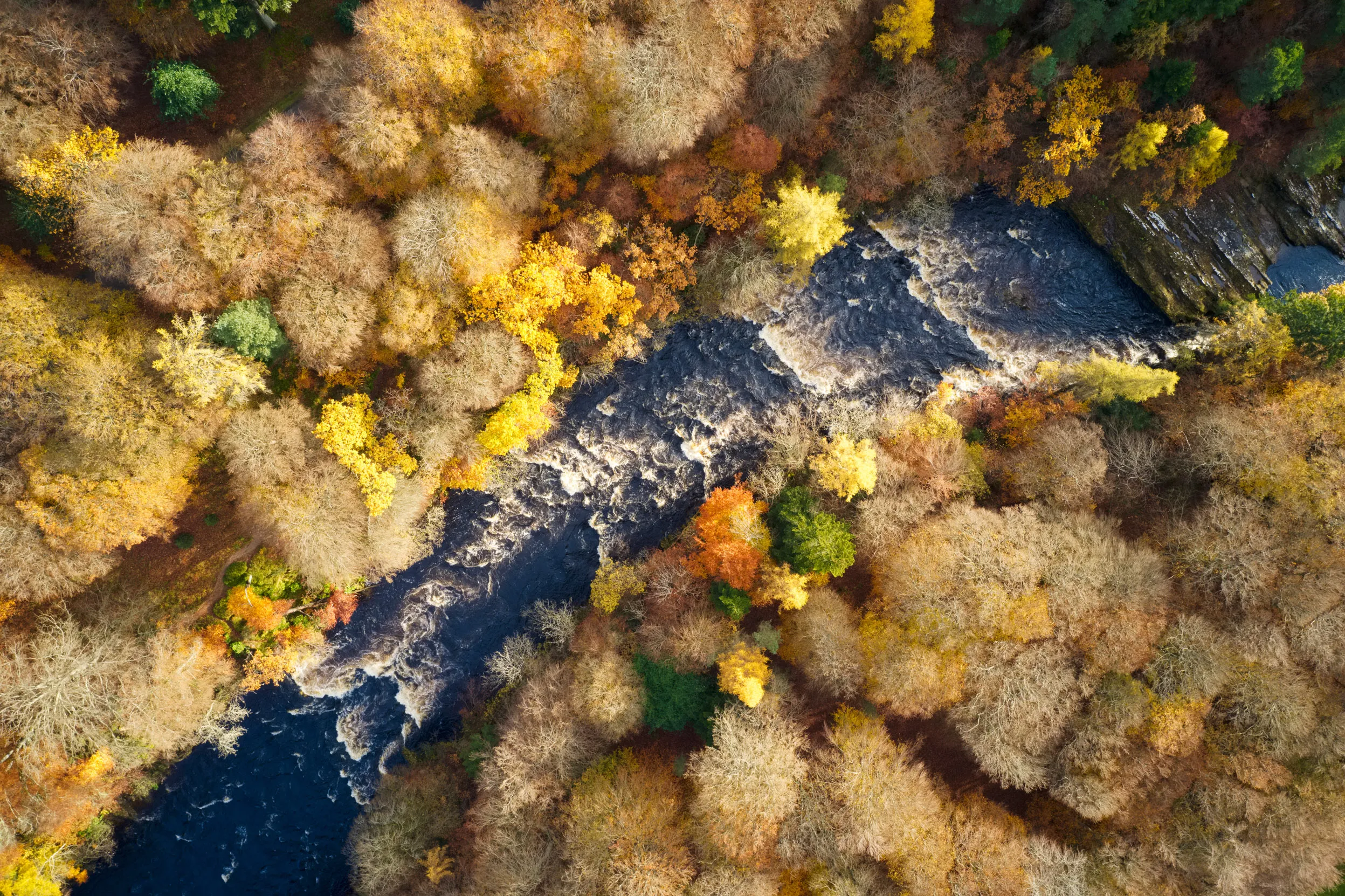 A drone shot of river Esk Glenesk, Scotland, surrounded by a body of yellow and brown leaved trees.